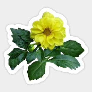 Little Yellow Dahlia Sticker